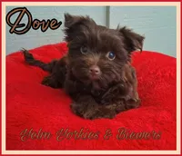 Dove, a female Yorkshire Terrier for sale in Yelm, WA – 2 of 3