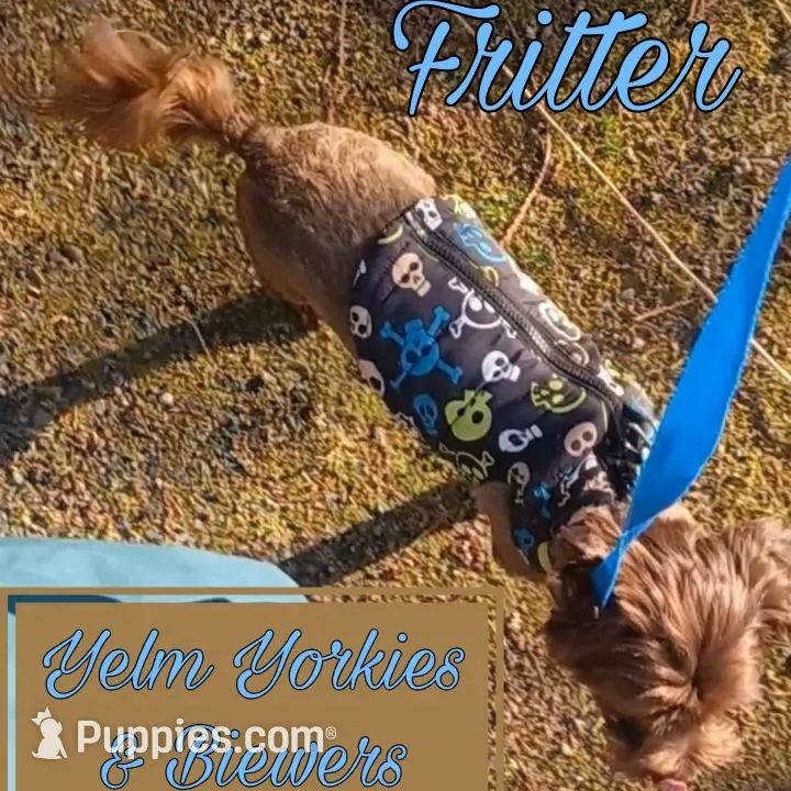 Fritter, a male Yorkshire Terrier for sale in Yelm, WA – Photo 2 of 8
