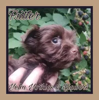 Fritter, a male Yorkshire Terrier for sale in Yelm, WA – Photo 9 of 9