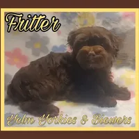Fritter, a male Yorkshire Terrier for sale in Yelm, WA – Photo 3 of 8