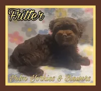 Fritter, a male Yorkshire Terrier for sale in Yelm, WA – Photo 7 of 9