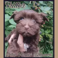 Fritter, a male Yorkshire Terrier for sale in Yelm, WA – Photo 6 of 8