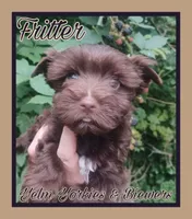 Fritter, a male Yorkshire Terrier for sale in Yelm, WA – Photo 6 of 9