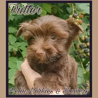 Fritter, a male Yorkshire Terrier for sale in Yelm, WA – Photo 8 of 8