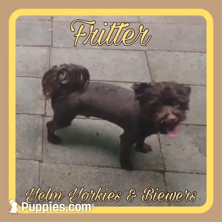 Fritter – Yorkshire Terrier puppy for sale in Yelm, WA