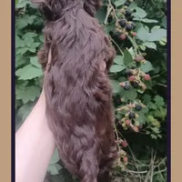 Fritter, a male Yorkshire Terrier for sale in Yelm, WA – Photo 4 of 8