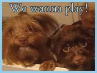 Fritter, a male Yorkshire Terrier for sale in Yelm, WA – Photo 1 of 9