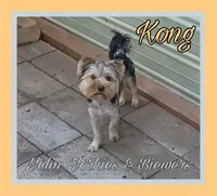 Kong, a male Yorkshire Terrier for sale in Yelm, WA – 3 of 4