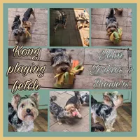 Kong, a male Yorkshire Terrier for sale in Yelm, WA – 4 of 4