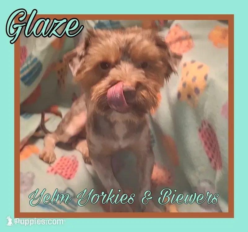 Glaze – Yorkshire Terrier puppy for sale in Yelm, WA