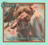 Glaze, a male Yorkshire Terrier for sale in Yelm, WA – 4 of 5