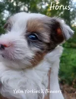 Horus, a male Yorkshire Terrier for sale in Yelm, WA – Photo 4 of 5