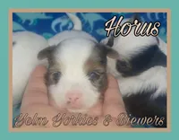 Horus, a male Yorkshire Terrier for sale in Yelm, WA – Photo 1 of 5