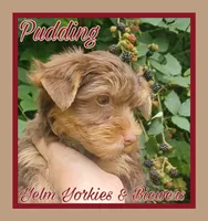 Pudding, a female Yorkshire Terrier for sale in Yelm, WA – Photo 4 of 7