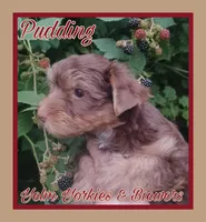 Pudding, a female Yorkshire Terrier for sale in Yelm, WA – Photo 7 of 7