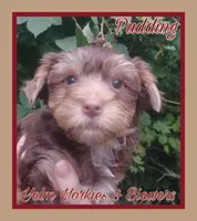 Pudding, a female Yorkshire Terrier for sale in Yelm, WA – Photo 3 of 7