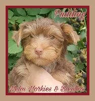 Pudding, a female Yorkshire Terrier for sale in Yelm, WA – Photo 5 of 7