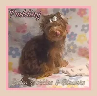 Pudding, a female Yorkshire Terrier for sale in Yelm, WA – Photo 1 of 7