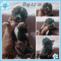 Topaz, a male Yorkshire Terrier for sale in Yelm, WA – Photo 1 of 2