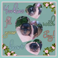 Topaz, a male Yorkshire Terrier for sale in Yelm, WA – Photo 2 of 2