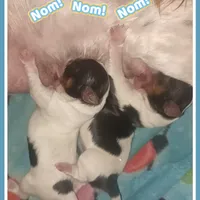 Luigi, a male Yorkshire Terrier and Biewer for sale in Yelm, WA – Photo 10 of 10