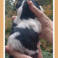 Luigi, a male Yorkshire Terrier and Biewer for sale in Yelm, WA – Photo 5 of 10