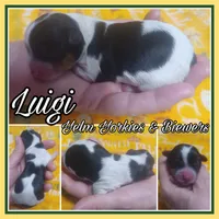 Luigi, a male Yorkshire Terrier and Biewer for sale in Yelm, WA – Photo 2 of 10