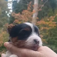 Luigi, a male Yorkshire Terrier and Biewer for sale in Yelm, WA – Photo 3 of 10