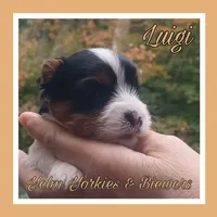 Luigi, a male Yorkshire Terrier and Biewer for sale in Yelm, WA – Photo 9 of 10