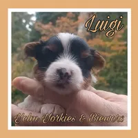 Luigi, a male Yorkshire Terrier and Biewer for sale in Yelm, WA – Photo 7 of 10
