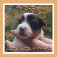 Luigi, a male Yorkshire Terrier and Biewer for sale in Yelm, WA – Photo 4 of 10