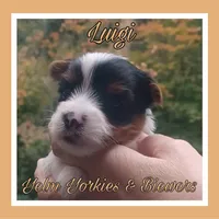Luigi, a male Yorkshire Terrier and Biewer for sale in Yelm, WA – Photo 6 of 10