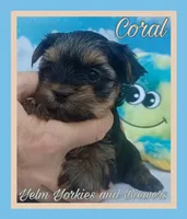 Coral, a female Yorkshire Terrier for sale in Yelm, WA – Photo 10 of 10