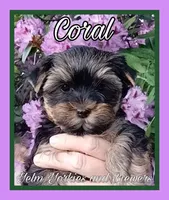 Coral, a female Yorkshire Terrier for sale in Yelm, WA – Photo 3 of 10