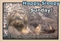 Coral, a female Yorkshire Terrier for sale in Yelm, WA – Photo 2 of 10