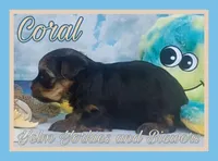 Coral, a female Yorkshire Terrier for sale in Yelm, WA – Photo 8 of 10