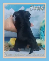 Coral, a female Yorkshire Terrier for sale in Yelm, WA – Photo 9 of 10