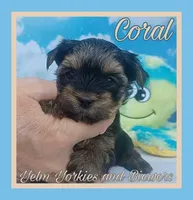 Coral, a female Yorkshire Terrier for sale in Yelm, WA – Photo 6 of 10