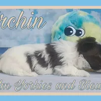 Urchin, a male Yorkshire Terrier for sale in Yelm, WA – Photo 10 of 10