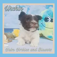 Urchin, a male Yorkshire Terrier for sale in Yelm, WA – Photo 4 of 10