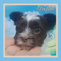 Urchin, a male Yorkshire Terrier for sale in Yelm, WA – Photo 8 of 10