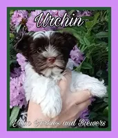 Urchin, a male Yorkshire Terrier for sale in Yelm, WA – Photo 1 of 10