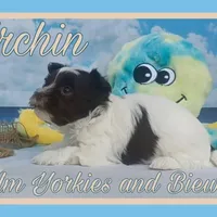 Urchin, a male Yorkshire Terrier for sale in Yelm, WA – Photo 6 of 10