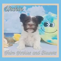 Urchin, a male Yorkshire Terrier for sale in Yelm, WA – Photo 5 of 10