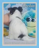 Urchin, a male Yorkshire Terrier for sale in Yelm, WA – Photo 7 of 10