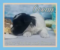 Ocean, a female Yorkshire Terrier for sale in Yelm, WA – Photo 5 of 10