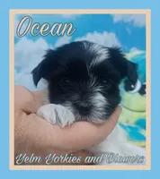 Ocean, a female Yorkshire Terrier for sale in Yelm, WA – Photo 3 of 10