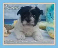 Ocean, a female Yorkshire Terrier for sale in Yelm, WA – Photo 6 of 10