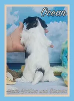 Ocean, a female Yorkshire Terrier for sale in Yelm, WA – Photo 9 of 10