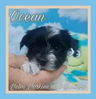 Ocean, a female Yorkshire Terrier for sale in Yelm, WA – Photo 7 of 10